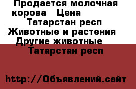 Продается молочная корова › Цена ­ 60 000 - Татарстан респ. Животные и растения » Другие животные   . Татарстан респ.